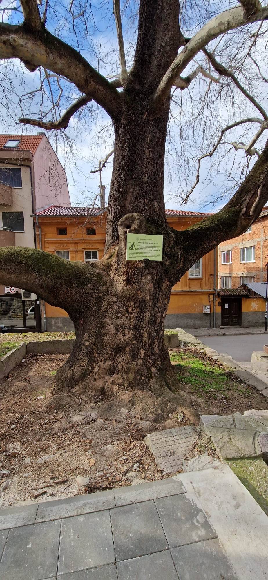 Още две дървета в Асеновград са обявени за защитени
